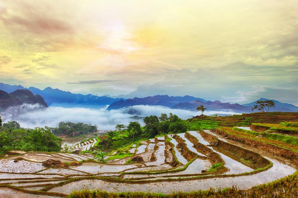 Où découvrir les plus belles rizières en terrasses du Nord du Vietnam ?